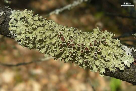 Image of ahtiana lichen