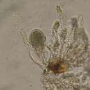 Sivun Aleurodiscus macrocystidiatus P. A. Lemke 1964 kuva