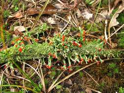 Image of cup lichen