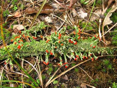 Слика од Cladonia cristatella Tuck.