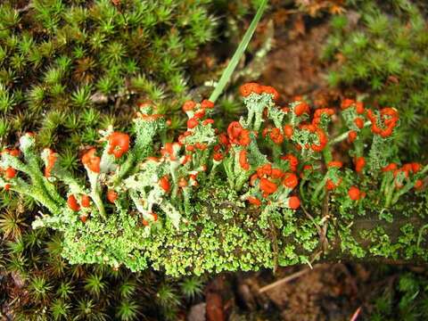 Слика од Cladonia cristatella Tuck.