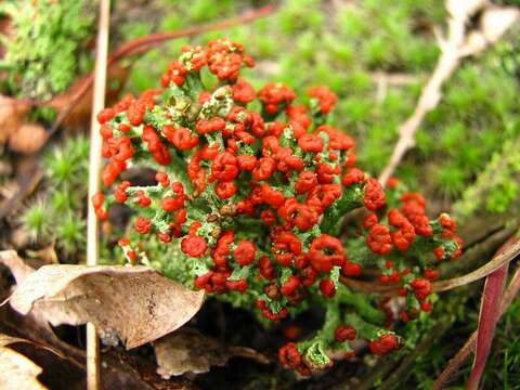 Слика од Cladonia cristatella Tuck.