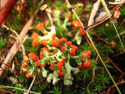 Слика од Cladonia cristatella Tuck.