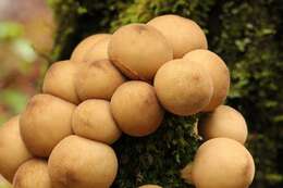 Image of Lycoperdon