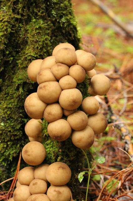 Image de Lycoperdon