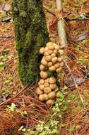 Image of Lycoperdon