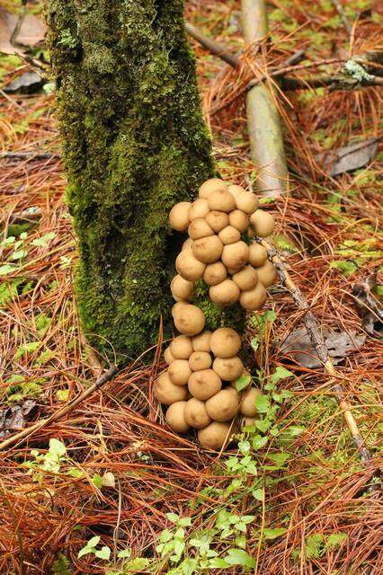 Image of Lycoperdon