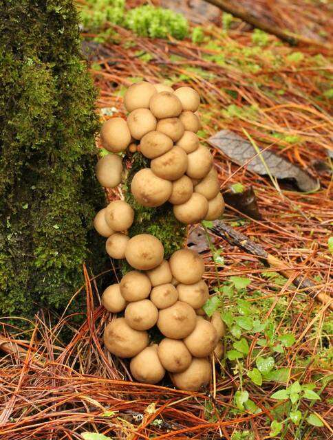 Image of Lycoperdon