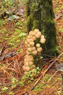 Image of Lycoperdon