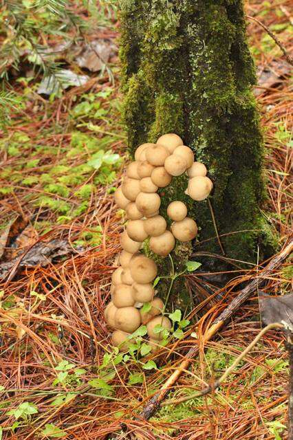 Image of Lycoperdon