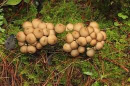 Image of Lycoperdon