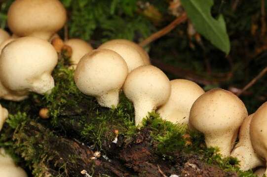 Image de Lycoperdon