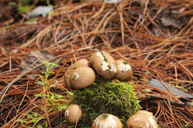 Image de Lycoperdon