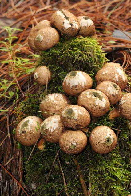 Image de Lycoperdon