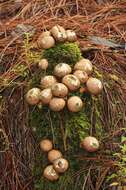 Image de Lycoperdon