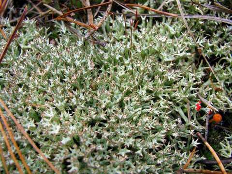 Image of Thorn cladonia