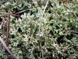 Image of Thorn cladonia