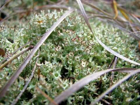 Image of Thorn cladonia