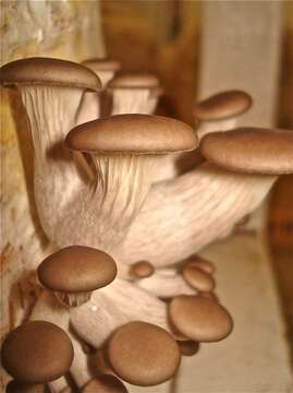 Image of Pleurotus (Fr.) P. Kumm.