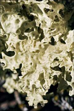 Image of Snow Lichens