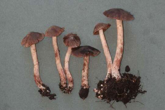 Image of <i>Cortinarius fasciatus</i>