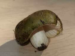 صورة Russula aeruginea Lindblad ex Fr. 1863