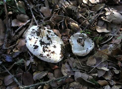 Image de Russula brevipes Peck 1890