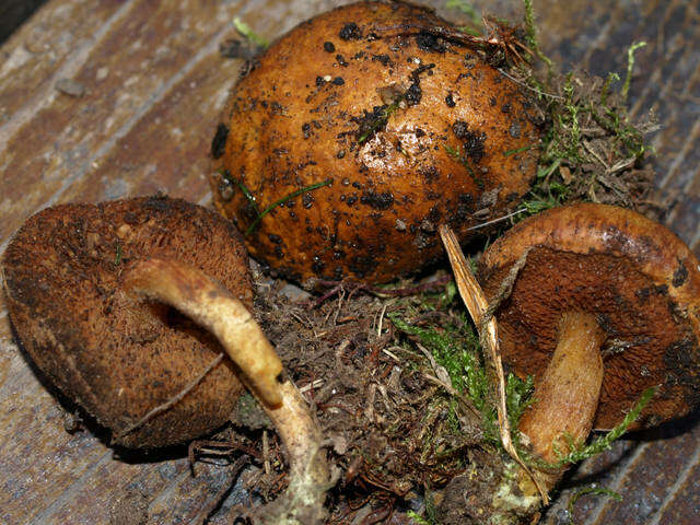 Image of Chalciporus