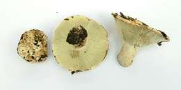 Image de Russula brevipes Peck 1890