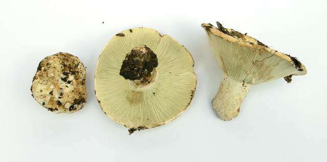 Image de Russula brevipes Peck 1890