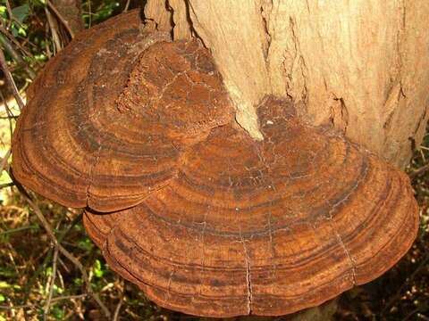 Image of Phellinus