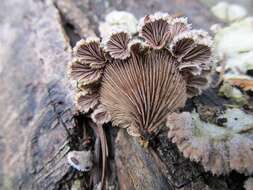 Image of Schizophyllaceae