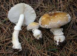 Sivun Amanita umbrinidisca (Murrill) Murrill 1912 kuva