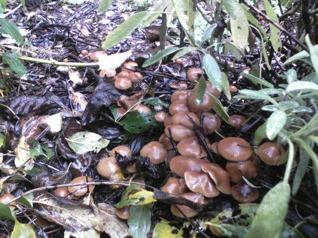 Image of Psilocybe