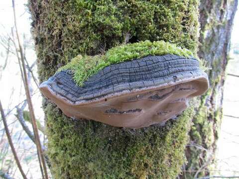 Image of Phellinus