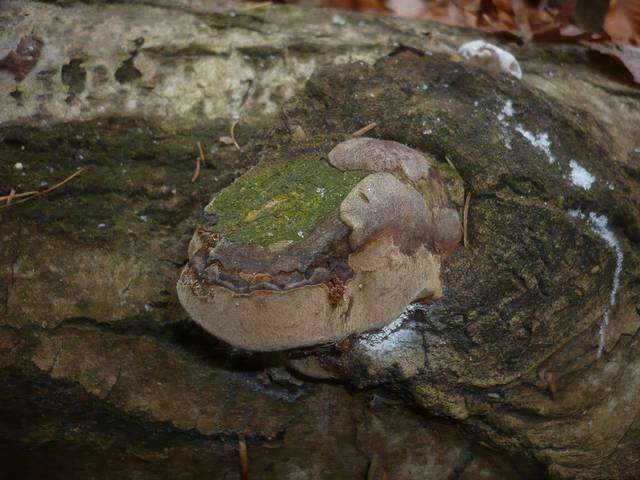 Image of Phellinus