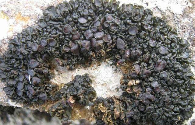 Image of jelly lichen