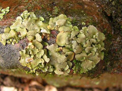 Image of Eurotiomycetes