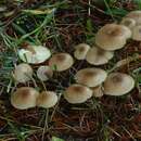 Image of Clitocybe foetens Melot 1980