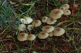 Clitocybe foetens Melot 1980 resmi