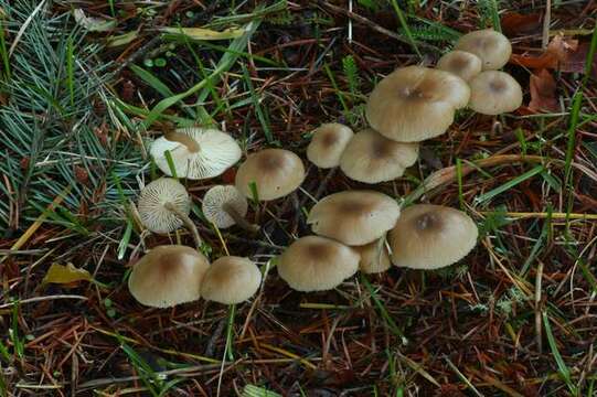 Plancia ëd Clitocybe foetens Melot 1980