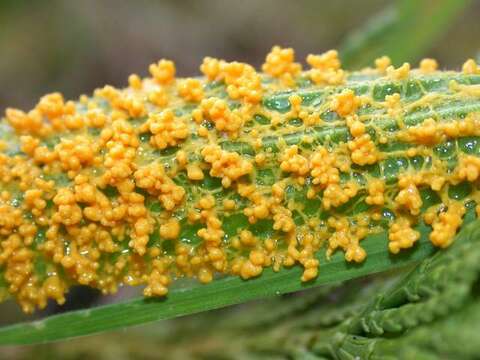 Image of Egg-shell Slime Mold