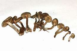 Image of Psilocybe ovoideocystidiata Guzmán & Gaines 2007