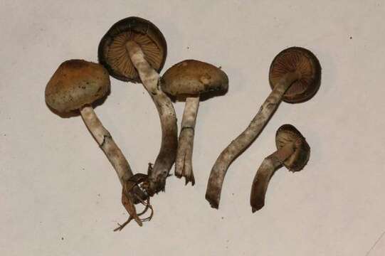 Image of Psilocybe ovoideocystidiata Guzmán & Gaines 2007