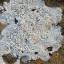 Pertusaria corallina (L.) Arnold的圖片