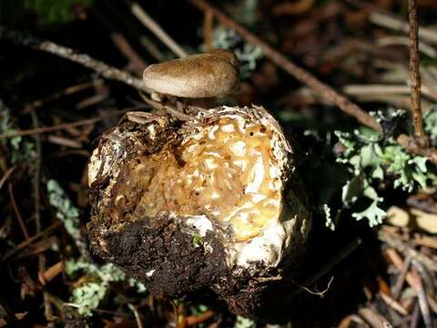 Image of Clitocybe sclerotoidea (Morse) H. E. Bigelow 1958