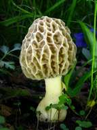 Image of Morchella americana Clowez & Matherly 2012