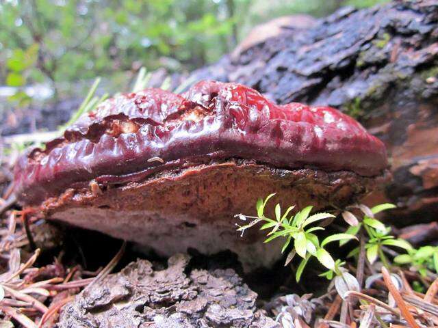 Слика од Ganoderma oregonense Murrill 1908