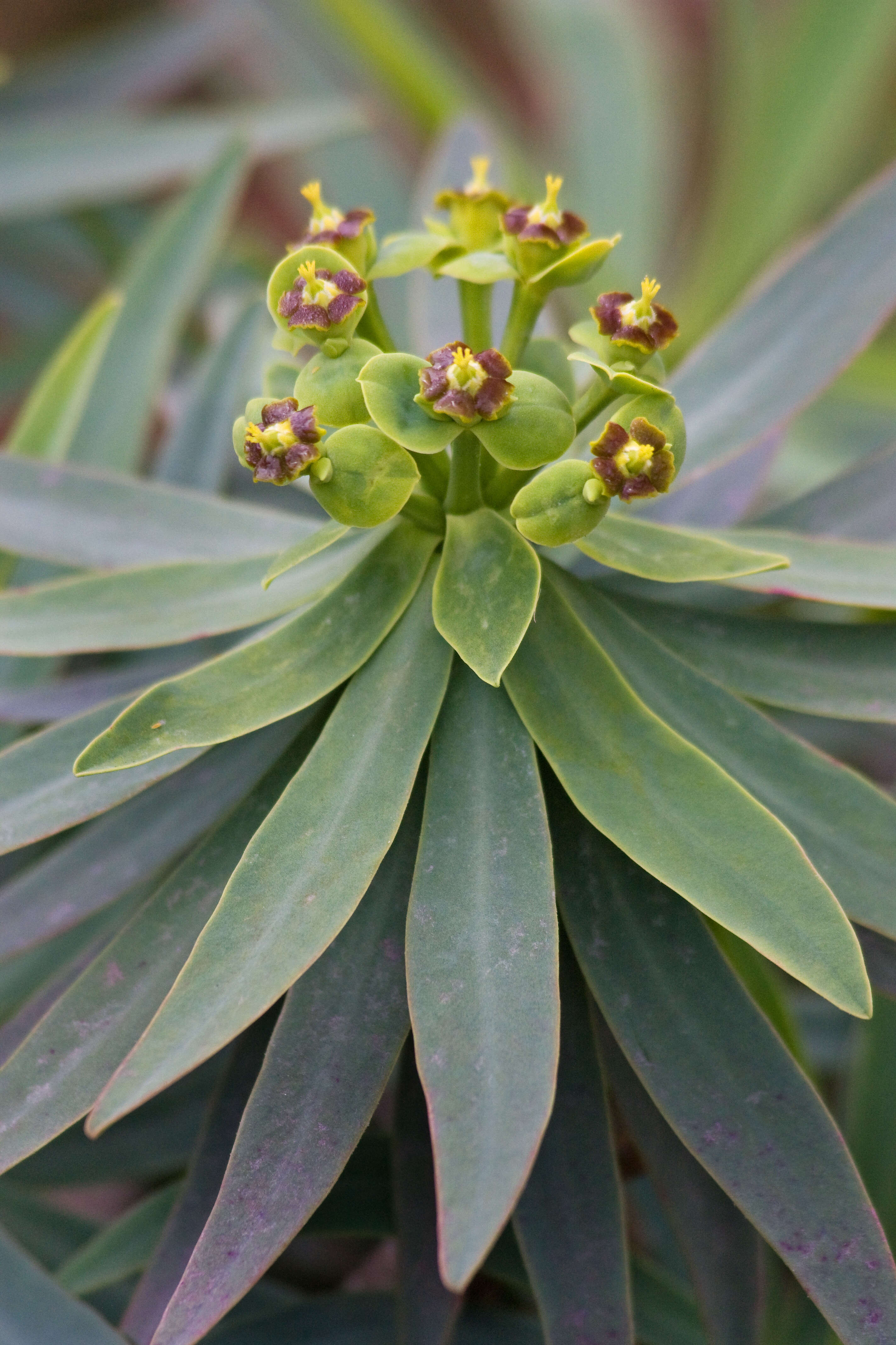 Image of Euphorbia piscatoria Aiton