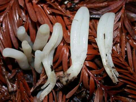 Clavaria resmi